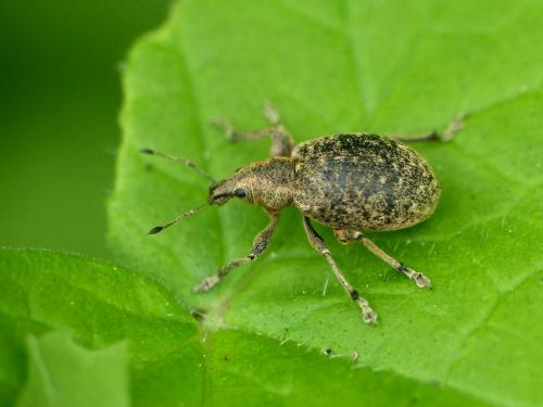 Liophloeus tessulatus
